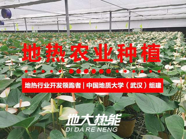 濟南：“地?zé)崮?農(nóng)業(yè)”產(chǎn)業(yè)融合，讓地?zé)崮苷嬲盁帷逼饋?地大熱能